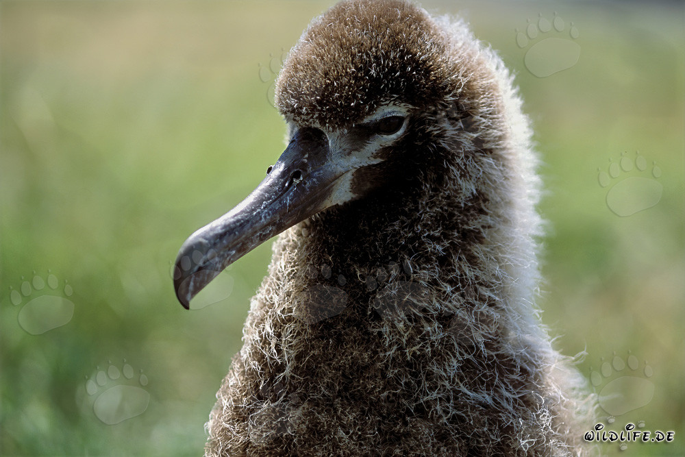 Faszinierender junger Laysan-Albatros auf Midway Atoll