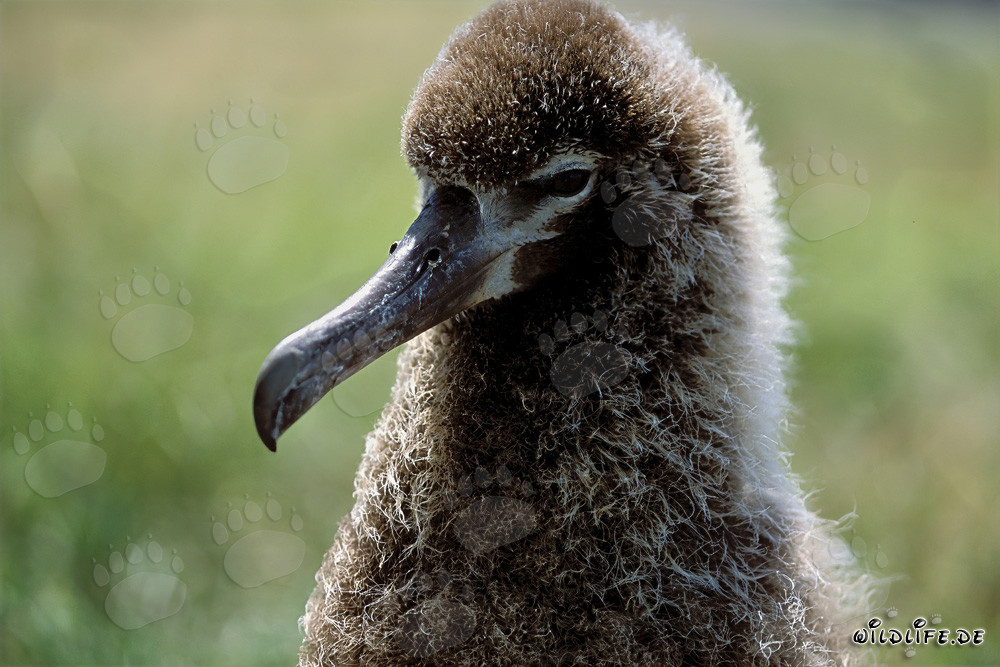 Fascinating young Laysan albatross on Midway Atoll