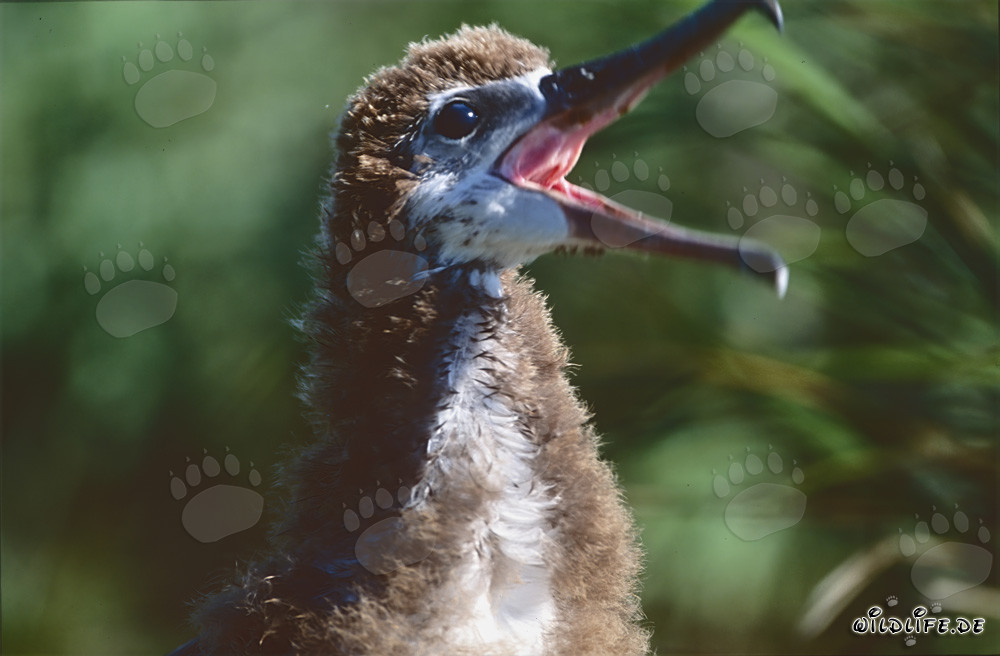 Ritratto affascinante di un giovane albatros di Laysan