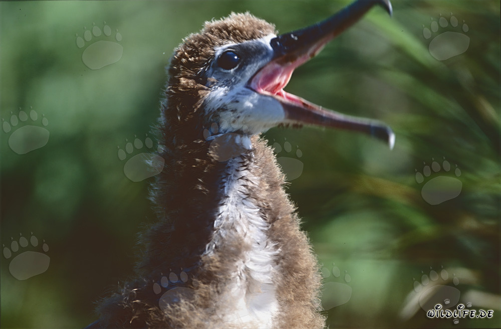 Retrato fascinante de un joven albatros de Laysan
