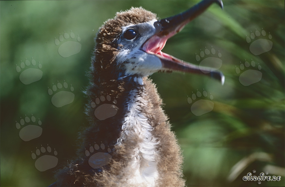 Faszinierendes Porträt eines jungen Laysan-Albatros