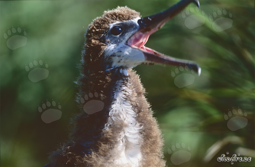 Fascinating portrait of a young Laysan albatross