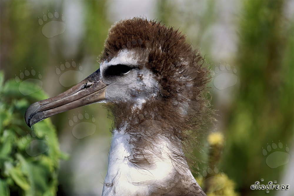 Affascinante giovane albatros di Laysan a Midway Atoll