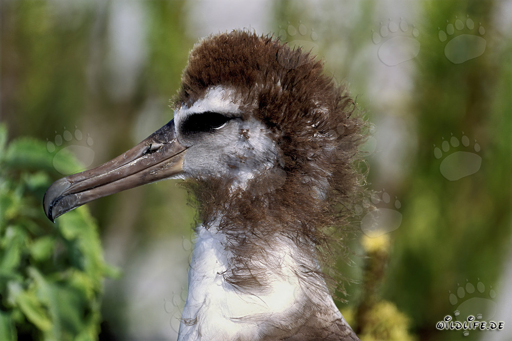 Fascinante joven albatros de Laysan en Midway Atoll