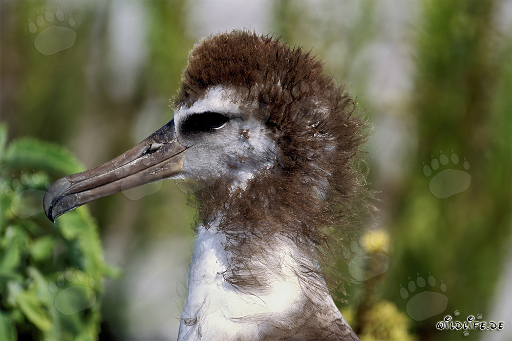 Faszinierender junger Laysan-Albatros auf Midway Atoll