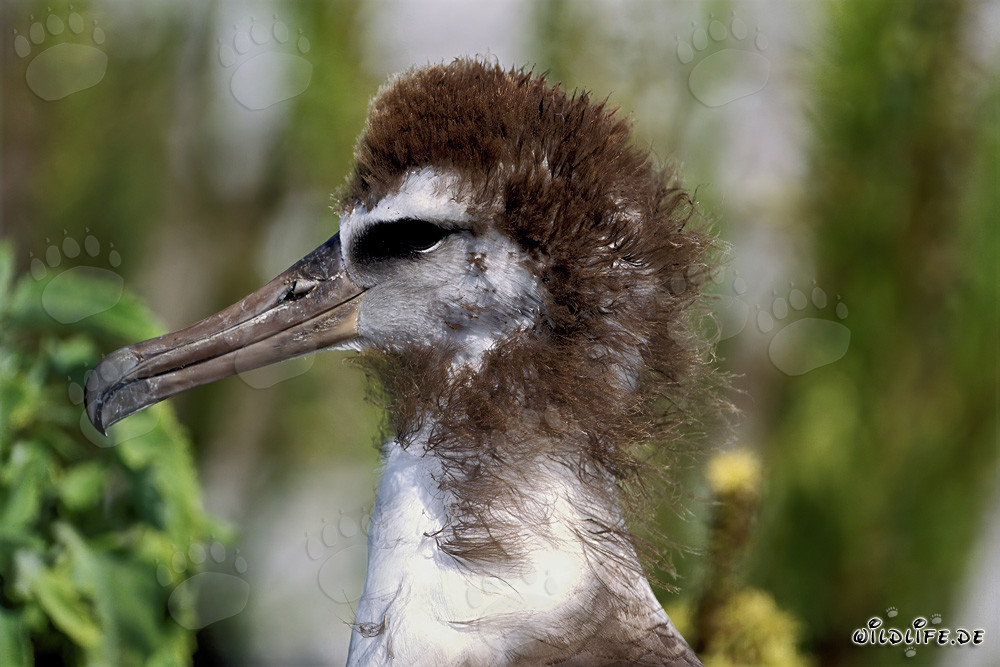 Fascinating young Laysan albatross on Midway Atoll