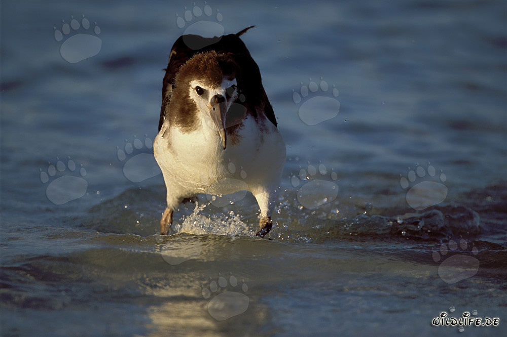 Faszinierender junger Laysan-Albatros auf dem Meer
