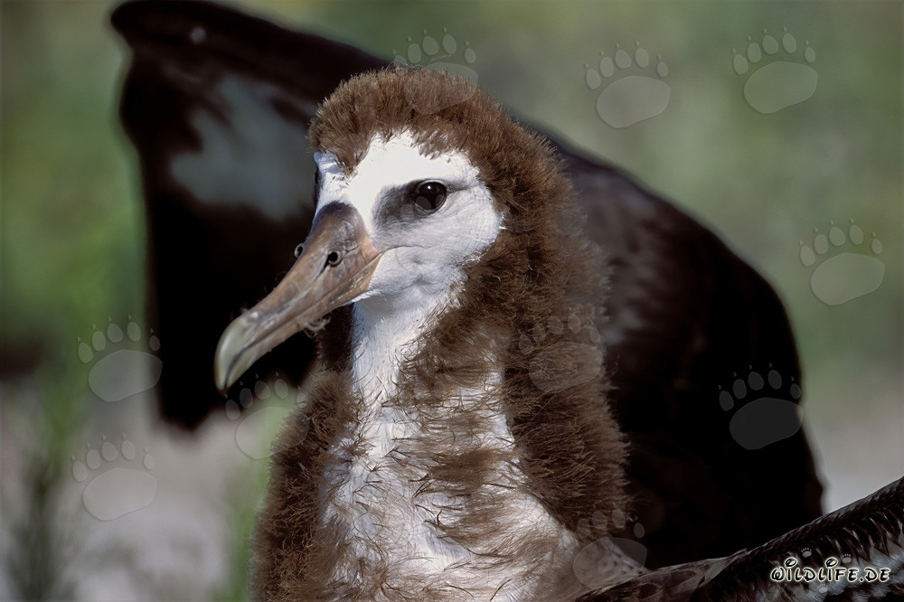 Affascinante giovane albatros di Laysan a Midway Atoll