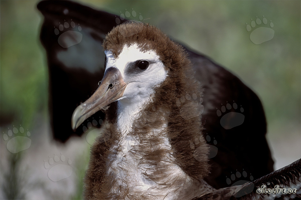 Jeune albatros de Laysan fascinant sur Midway Atoll