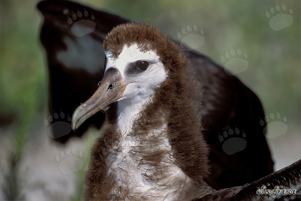 Fascinante joven albatros de Laysan en Midway Atoll