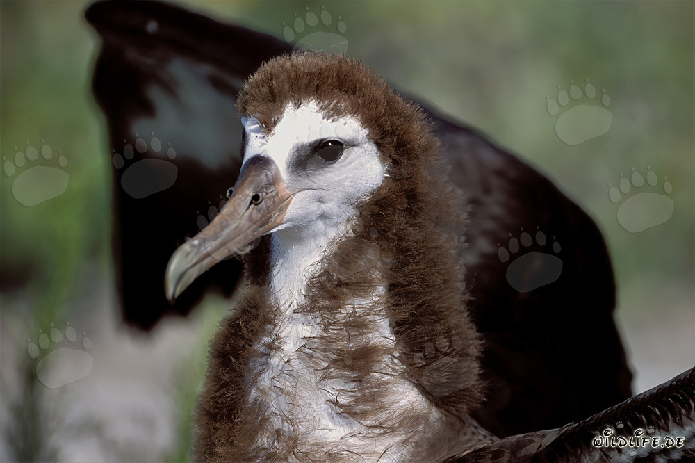 Faszinierender junger Laysan-Albatros auf Midway Atoll
