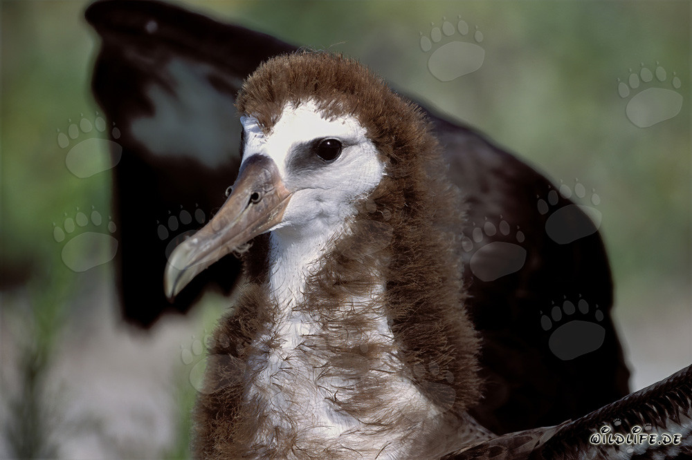 Fascinating young Laysan albatross on Midway Atoll
