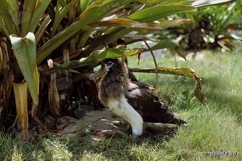 Fascinante joven albatros de Laysan en Midway Atoll