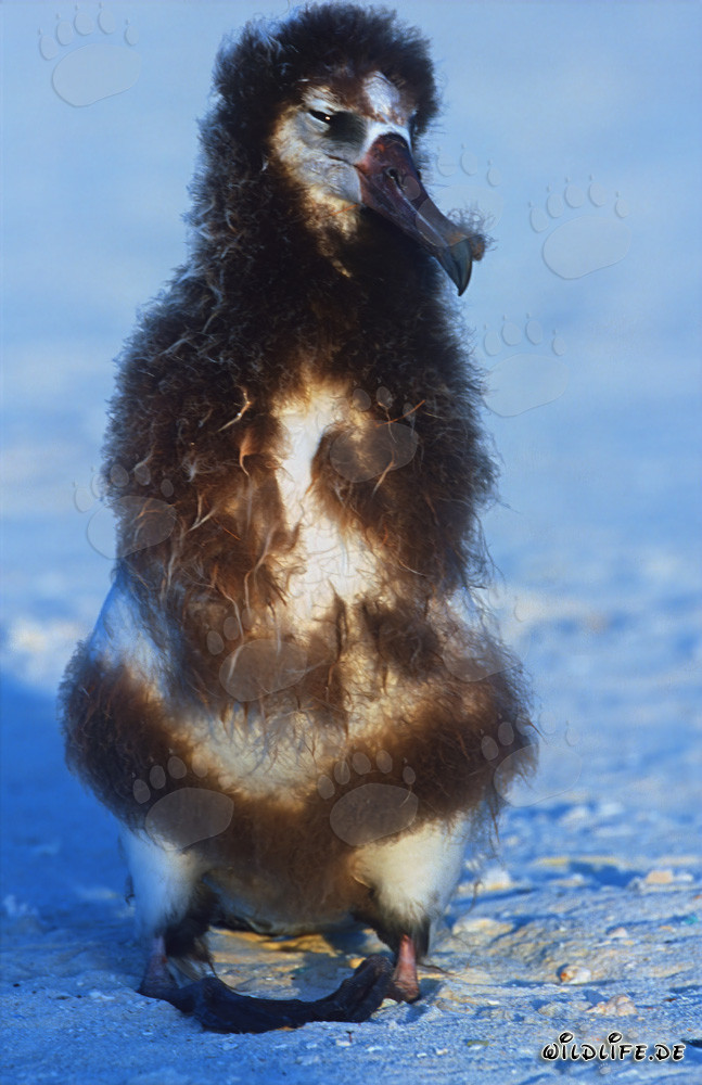Faszinierendes Porträt eines jungen Laysan-Albatros