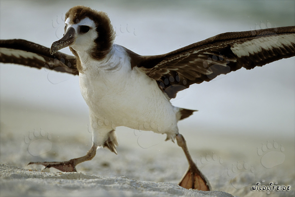 Albatros de Laysan jeune fascinant sur Midway Atoll