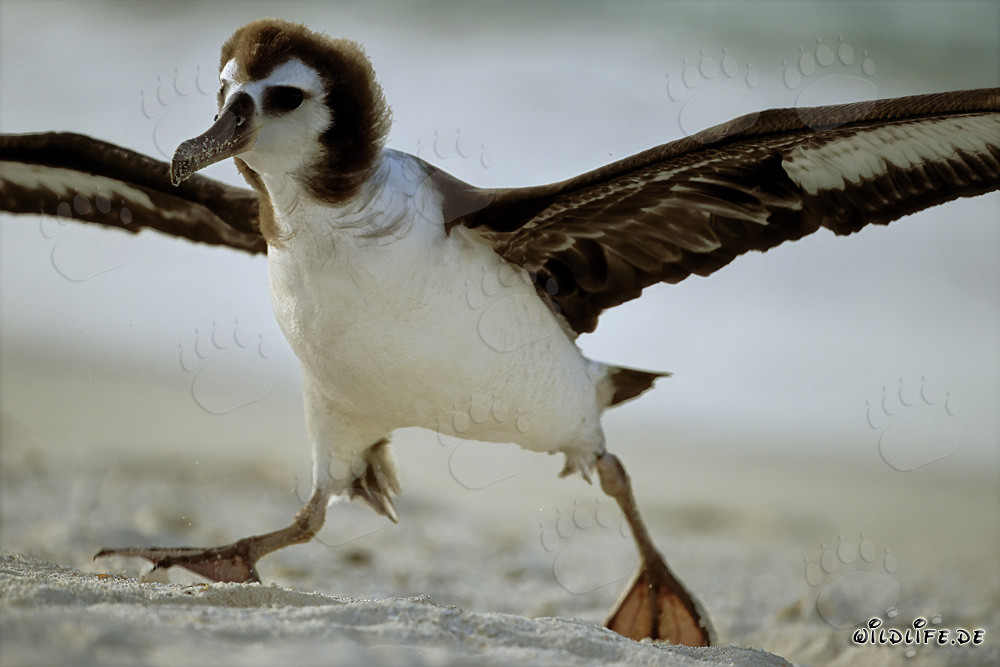 Fascinante joven Albatros de Laysan en Midway Atoll