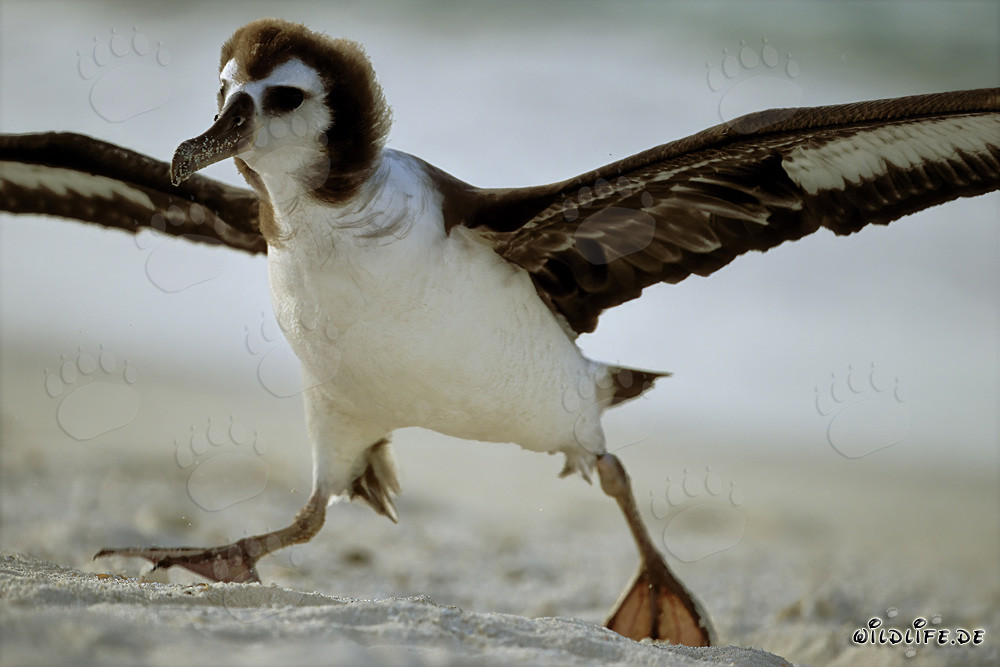 Faszinierender junger Laysan-Albatros auf Midway Atoll
