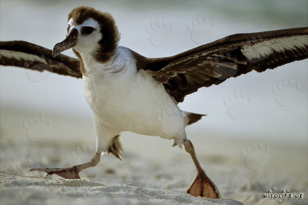 Fascinating young Laysan albatross on Midway Atoll
