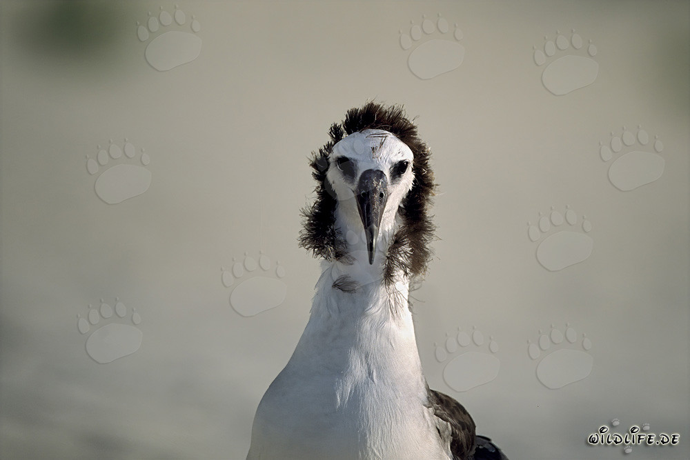 Retrato fascinante de un joven albatros de Laysan