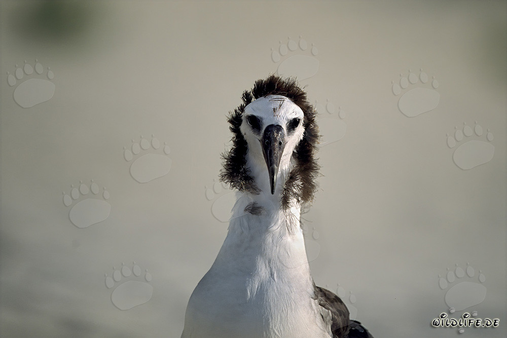 Fascinating portrait of a young Laysan albatross