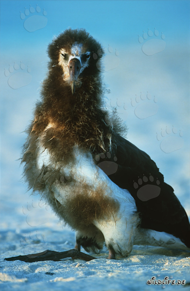 Cria de albatros de Laysan: Majestuosa ave marina de las islas Midway