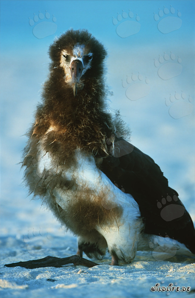 Jungtier des Laysan-Albatros: Majestätischer Meeresvogel der Midway-Inseln