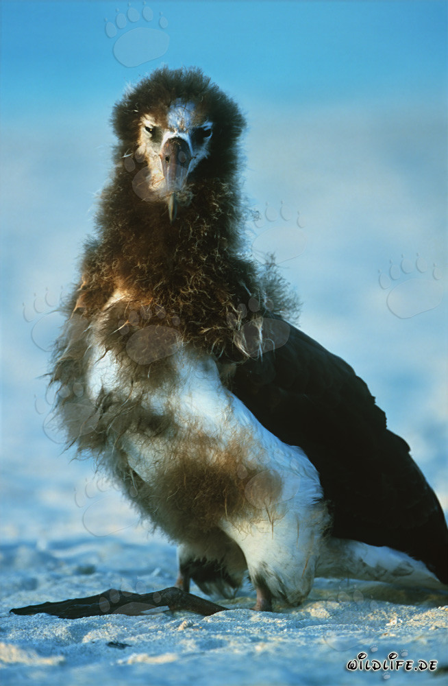 Young Laysan albatross: Majestic seabird of the Midway Islands