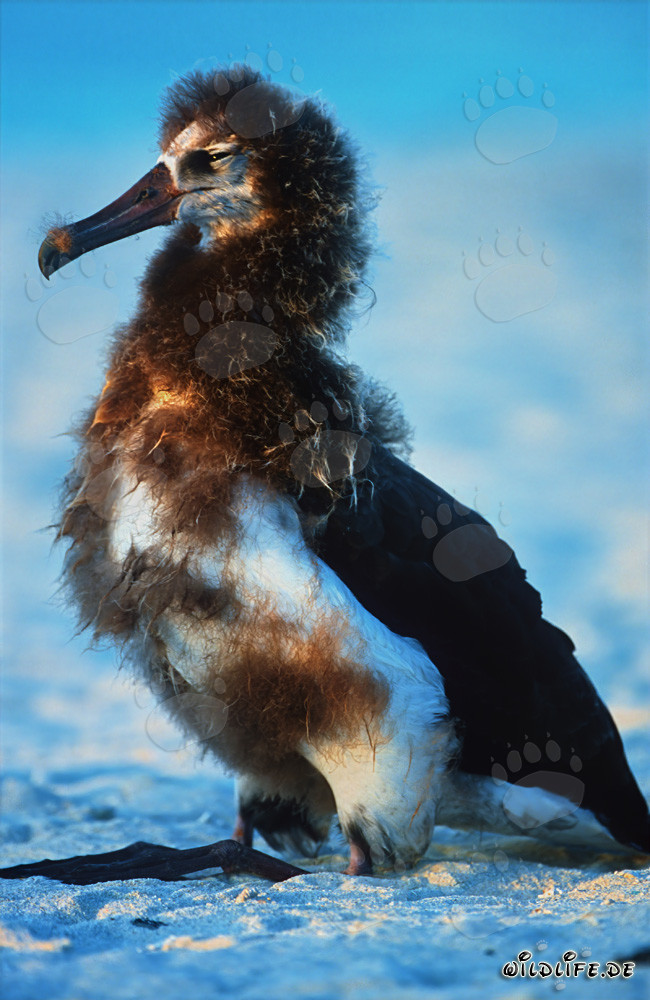 Jeune et fascinant albatros de Laysan à Midway Atoll