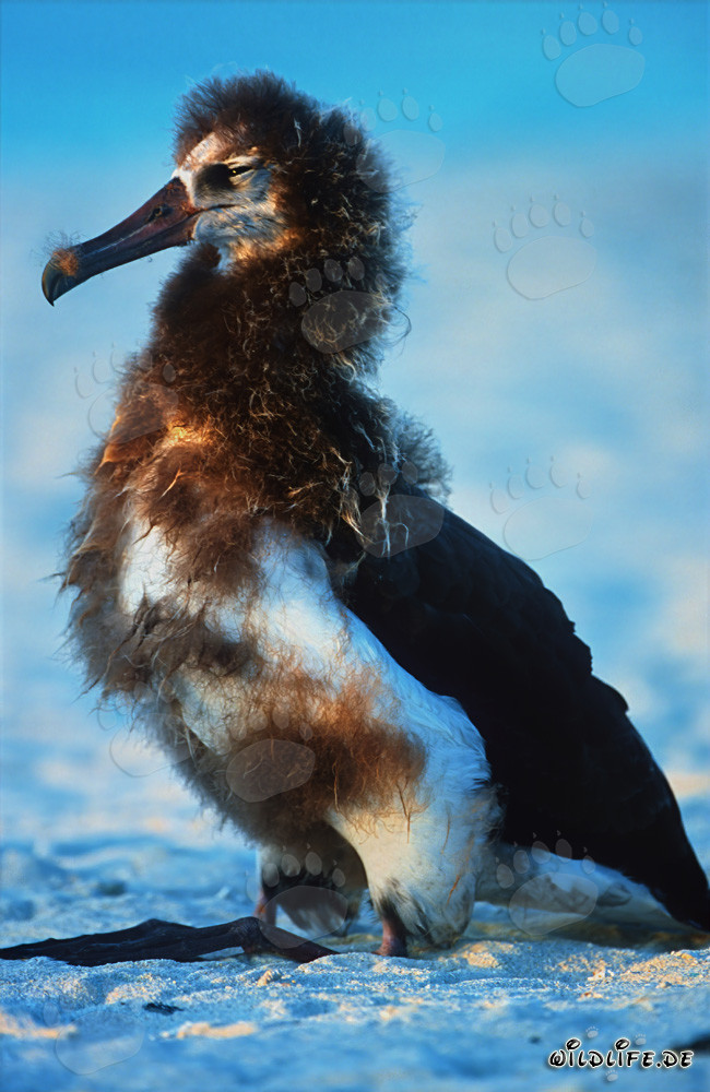 Faszinierender junger Laysan-Albatros auf Midway Atoll