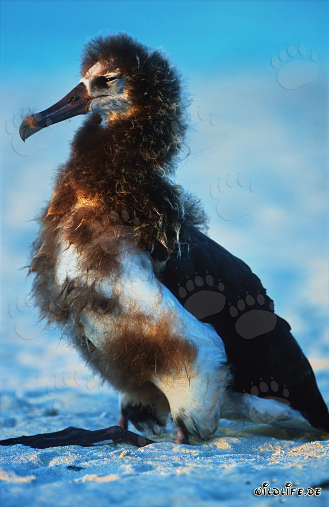 Fascinating young Laysan albatross on Midway Atoll