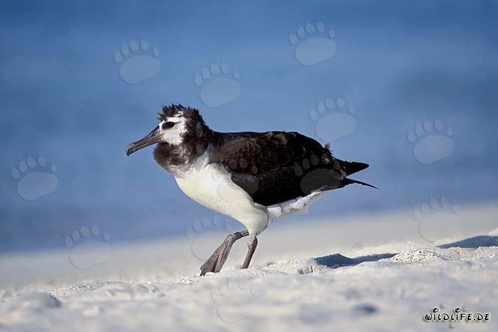 Jeune et fascinant albatros de Laysan à Midway Atoll