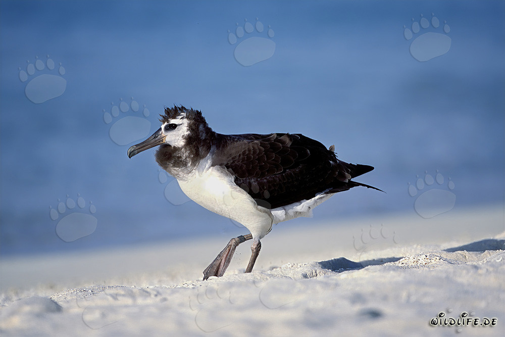 Fascinante joven albatros de Laysan en Midway Atoll