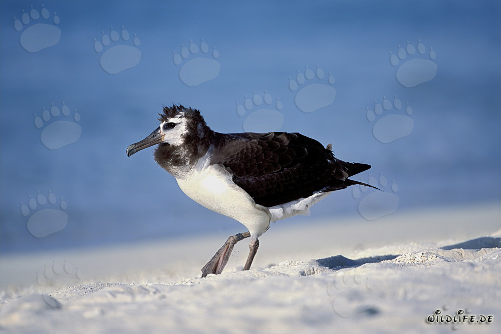 Faszinierender junger Laysan-Albatros auf Midway Atoll