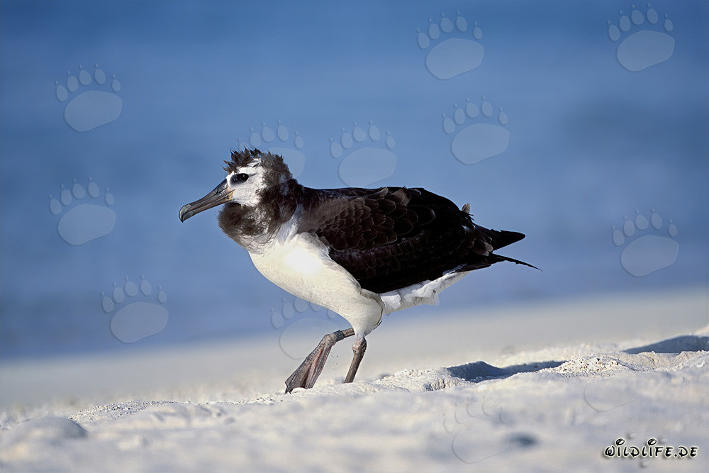 Fascinating young Laysan albatross on Midway Atoll