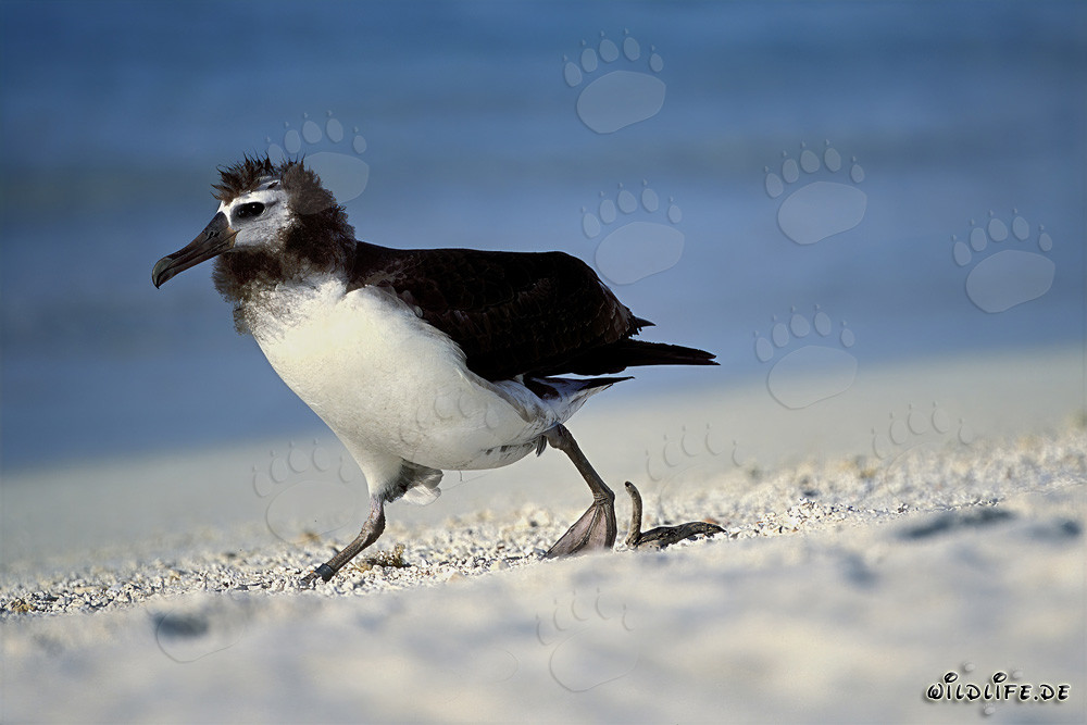 Fascinating young Laysan albatross on Midway Island, Hawaii, USA