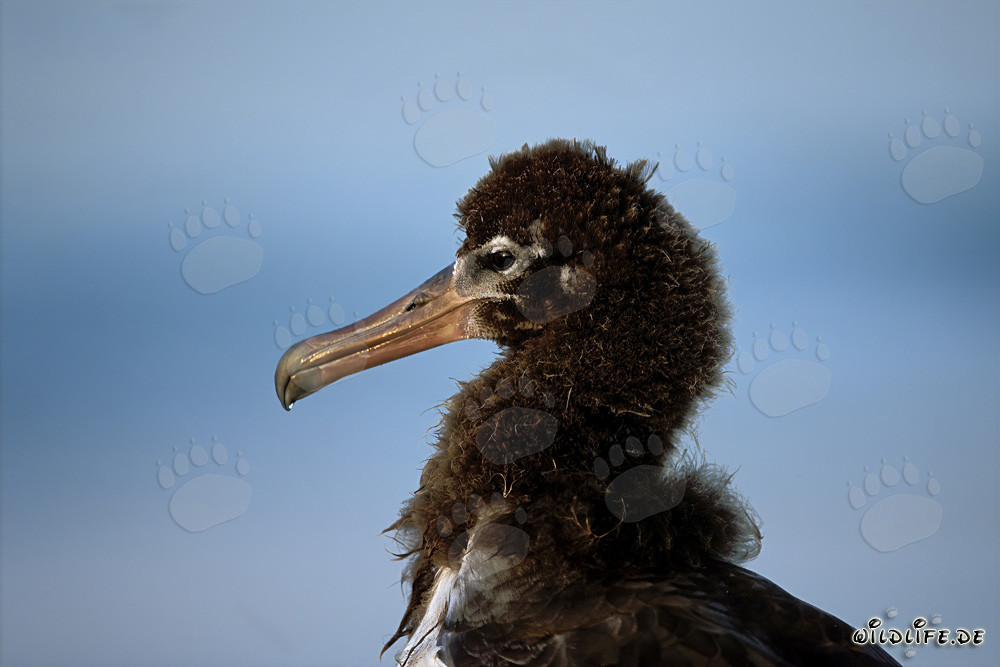 Retrato fascinante de un joven albatros de Laysan