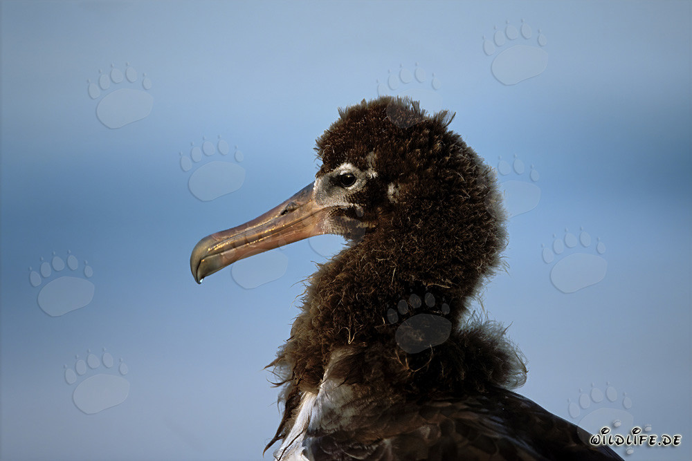 Faszinierendes Porträt eines jungen Laysan-Albatros