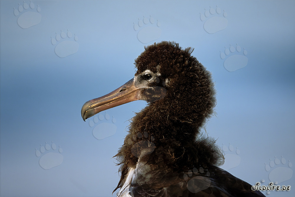 Fascinating portrait of a young Laysan albatross