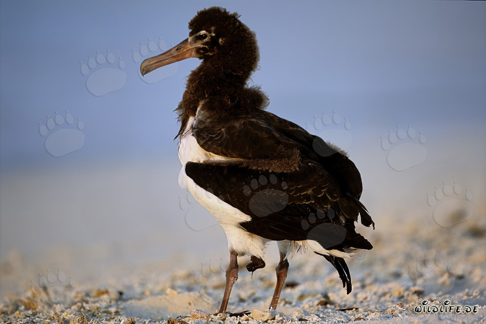 Jeune et fascinant albatros de Laysan à Midway Atoll