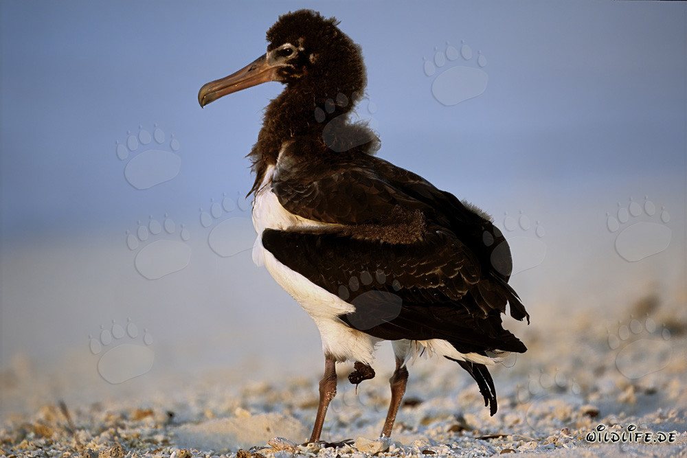 Faszinierender junger Laysan-Albatros auf Midway Atoll