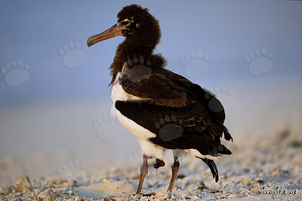 Fascinating young Laysan albatross on Midway Atoll