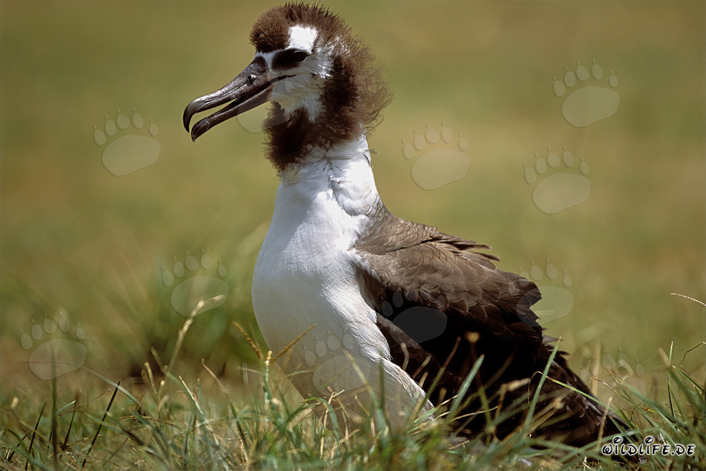 Giovane albatros di Laysan: Uccello maestoso del Pacifico