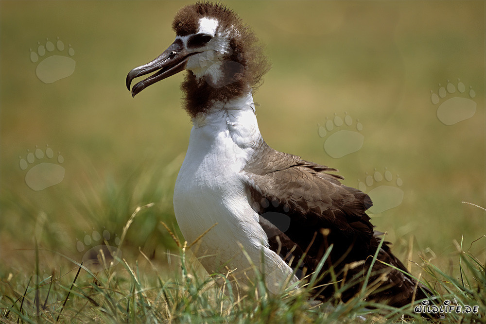 Jeune albatros de Laysan : Oiseau majestueux du Pacifique
