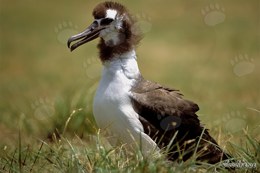 Jungtier des Laysan-Albatros: Majestätischer Vogel des Pazifiks