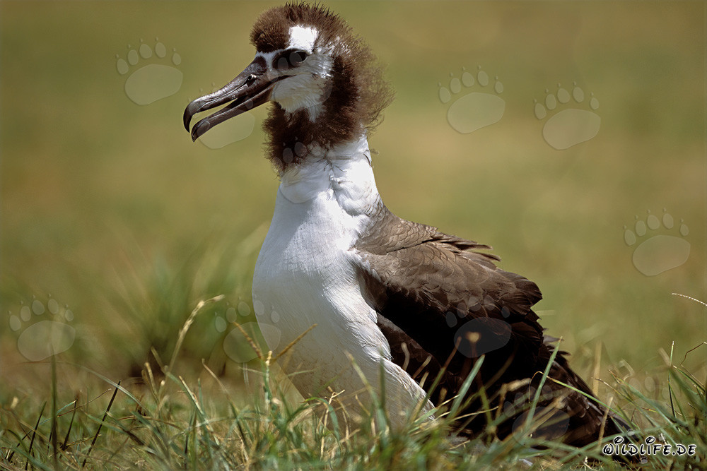 Polluelo de albatros de Laysan: Ave majestuosa del Pacífico