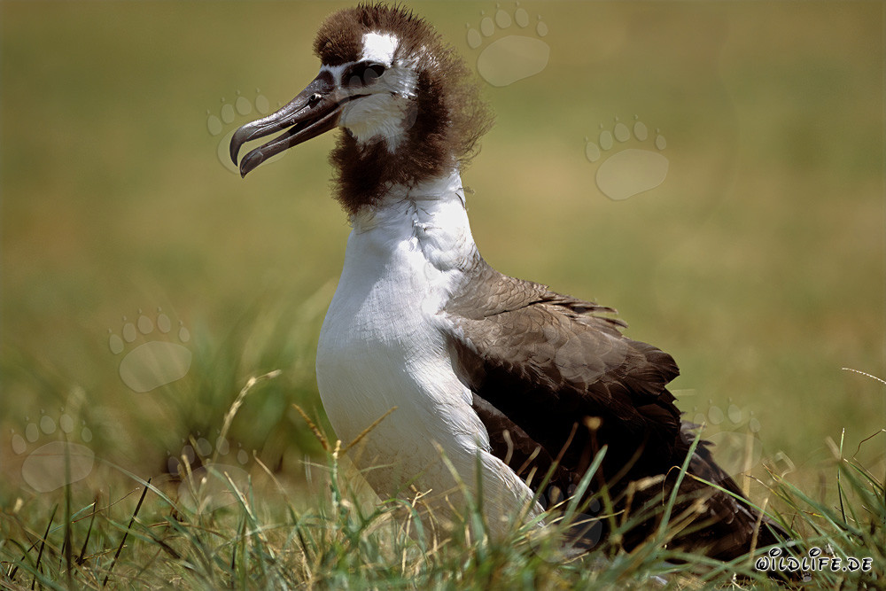 Young Laysan albatross: Majestic bird of the Pacific