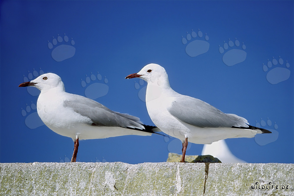 Dos gaviotas de Hartlaub majestuosas en la isla Dyer en Sudáfrica