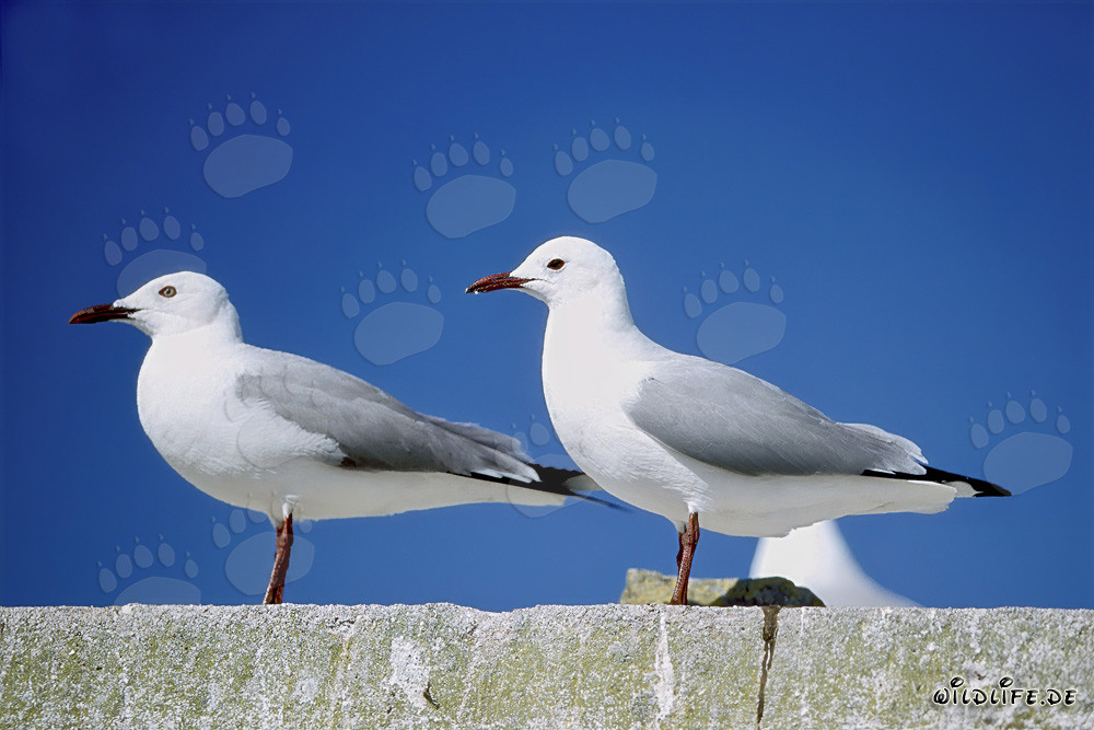 Deux mouettes de Hartlaub majestueuses sur l'île Dyer en Afrique du Sud