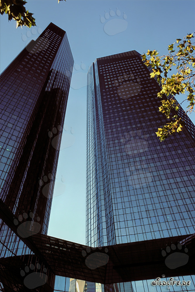 The Deutsche Bank Headquarters in Frankfurt - Symbol of the Banking City
