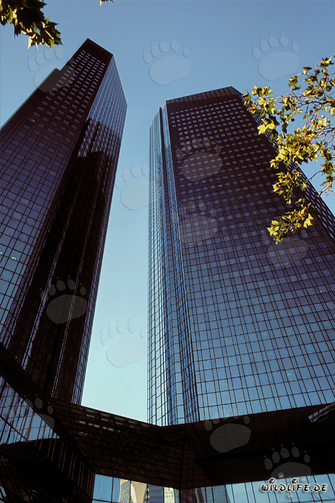 Die Deutsche Bank Zentrale in Frankfurt - Symbol der Bankenstadt